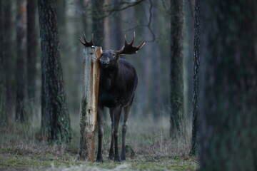 Łoś (Alces alces) moose © Bartosz Rakoczy