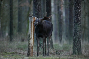 Łoś (Alces alces) moose © Bartosz Rakoczy