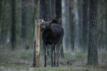 Łoś (Alces alces) moose © Bartosz Rakoczy
