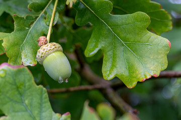 Green unripe acorn hangs on an oak branch after rain