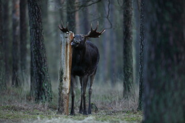 Łoś (Alces alces) moose © Bartosz Rakoczy