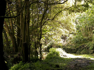 Tropical forest of Sao Miguel Island. Azores.