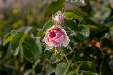 Pastel pink rose in water droplets