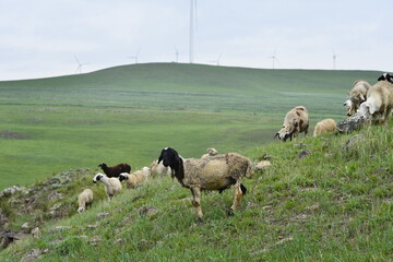 The sheep of the grasslands