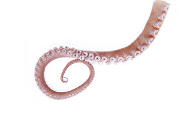 Octopus on a white background