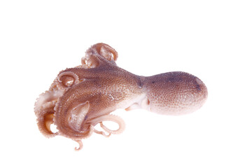 Octopus on a white background