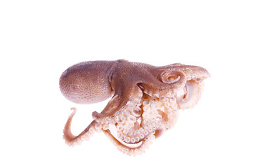 Octopus on a white background