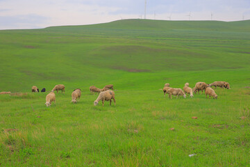 The sheep of the grasslands
