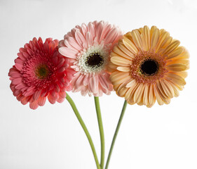 Ramo de tres gerberas  de varios colores sobre fondo blanco