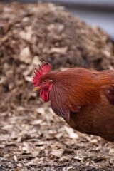A beautiful, big rooster in the village. Close-up of a brown rooster in a field.