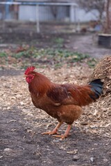 A beautiful, big rooster in the village. Close-up of a brown rooster in a field.