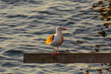 Seagull on a post aboce ater at sunrise 