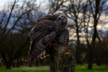 Goshawk in Woodland