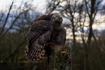 Goshawk Staring Aggressively Directly into Camera