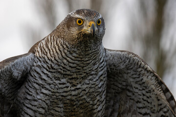 Headshot of a Goshawk