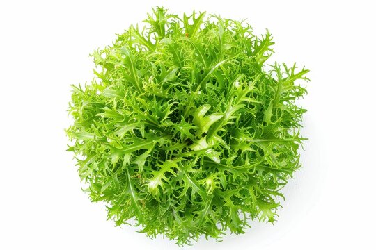 Endive salad head top view on white background
