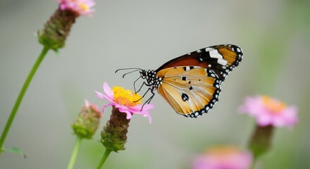 Butterfly perched on pink flower in natural setting
