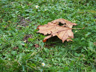 Dead leaf on the ground in Bonn, Germany