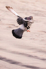 Pigeons flying through sky of Imperial Beach California 2024 