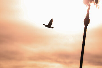 Silhouette of bird flying through golden hour Imperial Beach California 2024 