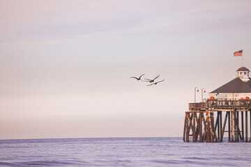 Birds flying over Imperial Beach Pier 2025