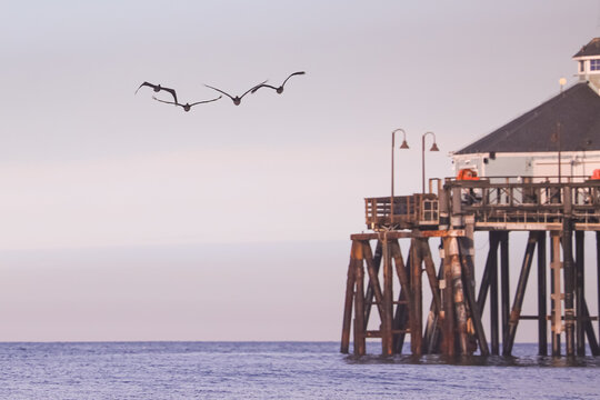 Birds flying above pier Imperial Beach California December 6 2024 