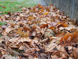 Fallen leaves on the ground in Bonn, Germany