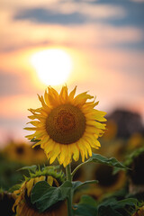 Close-up of a blooming sunflower at sunset. Beautiful sunflowers bloom on the field in late summer