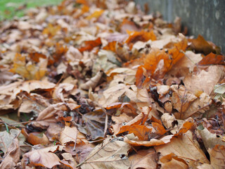 Fallen leaves on the ground in Bonn, Germany