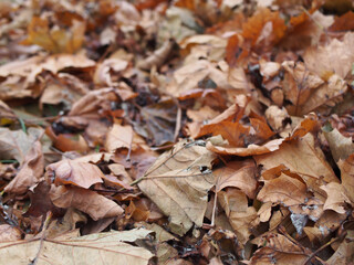 Close up of dry leaves in Bonn, Germany