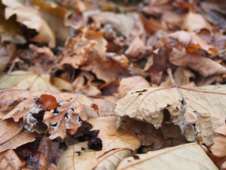 Close up of dry leaves in Bonn, Germany