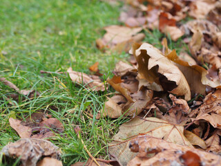Close up of dry leaves on grass in Bonn, Germany