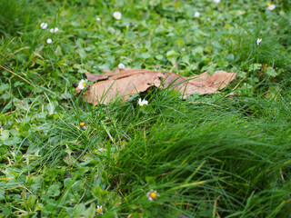 Dry leaf on a meadow