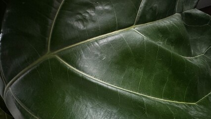 Close up of dark green leaf texture
