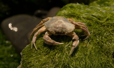 Liocarcinus depurator (Portunus plicatus), sometimes called the harbour crab, or sandy swimming crab. The fauna of the Black Sea. Dead animals.