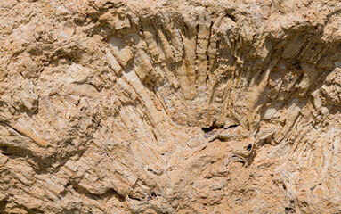 Fossil corals of the Red Sea. Ancient creatures, turned into stone. Reef corals.