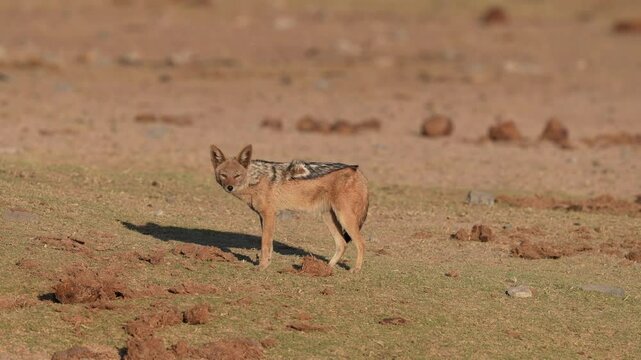The black-backed jackal (Lupulella mesomelas), also called the silver-backed jackal, is a medium-sized canine native to eastern and southern Africa. Slow motion, 25 percent natural speed.