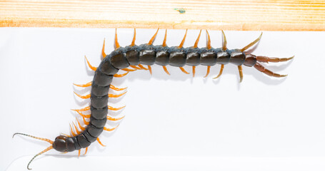 Scolopendra cingulata, also known as Megarian (Mediterranean) banded centipede.