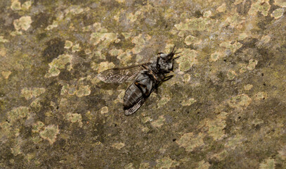 Haematopota pluvialis, the common horse fly or notch-horned cleg fly, family Tabanidae.