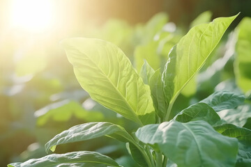 Sunlit green tobacco plant leaves close-up.