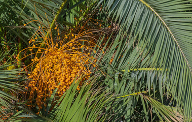 Früchte einer Palme