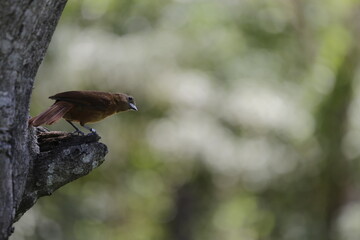 Frutero colorado © Logan