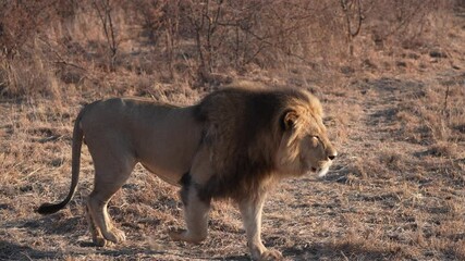Mature male African Lion (Panthera leo) on a late afternoon hunt during the late winter August dry season. Slow motion, 25 percent natural speed.