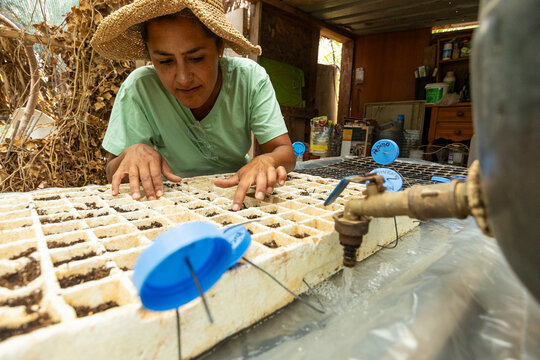Woman Preparing Seed Trays for Planting in a Nursery