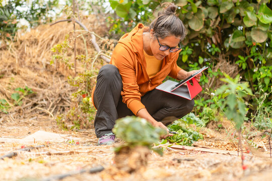 Integrating Technology into Organic Vegetable Gardening Practices