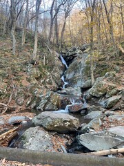 stream in the forest