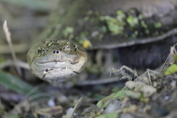 Tortuga acuática