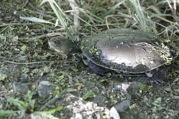 Tortuga acuática