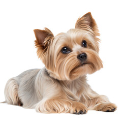 Adorable Yorkshire Terrier Puppy