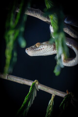 boa during night in the Amazon rainforest 